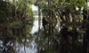 Amazon River