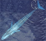 Blue Whale