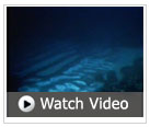 Video Great Barrier Reef