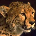 Cheetah