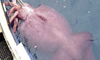 Colossal Squid