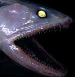 Deep Ocean Creatures