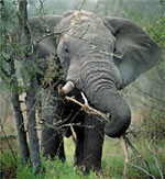 African Elephant