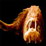 Fangtooth