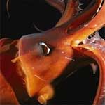 Giant Squid