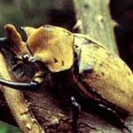 Biggest Bug