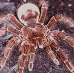 Goliath Tarantula