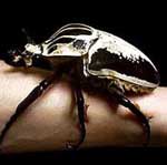 goliath beetle