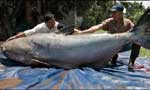 Giant Mekong Catfish