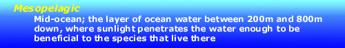mesopelagic