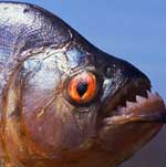Piranha
