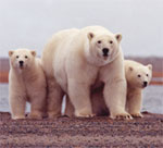 Polar Bear