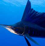 Sailfish