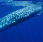 Sperm Whale