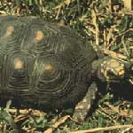 Madagascar Radiated Tortoise