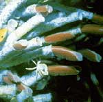 Deep Sea Vents