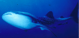 whale shark photo