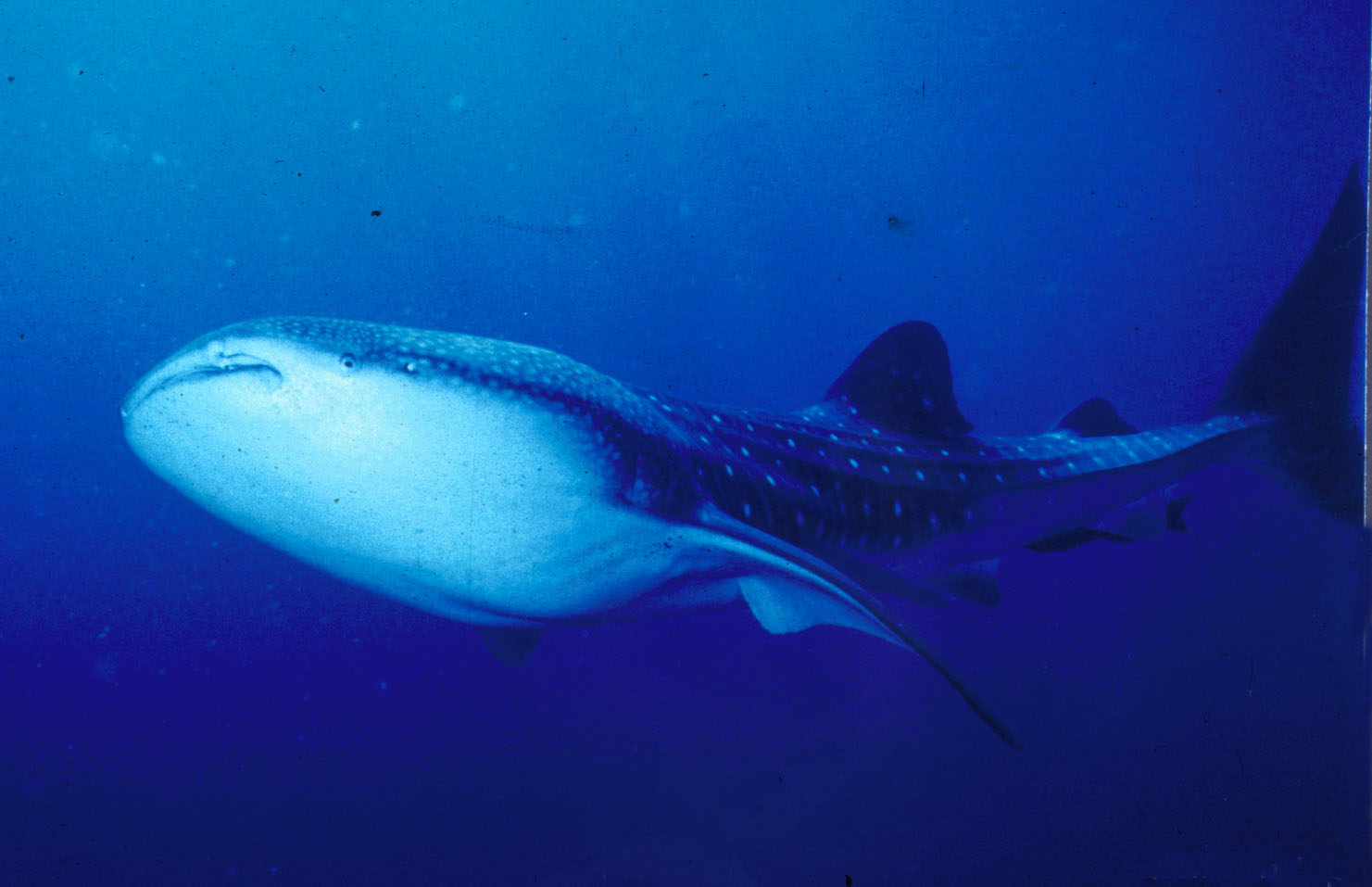 How big is whale shark?