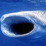 Whale Shark