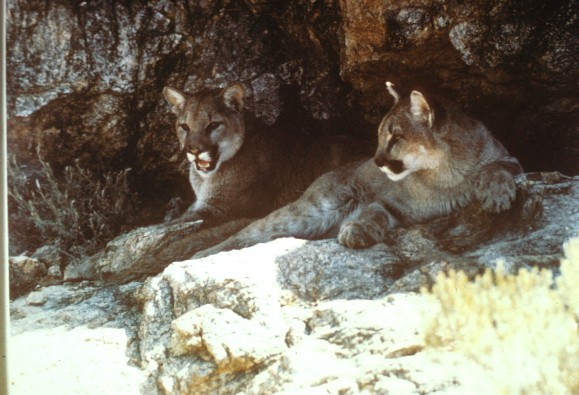 mountain lions in north america