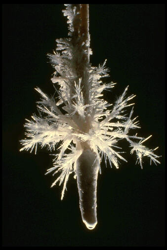 Picture of Bottle Brush Crystal
