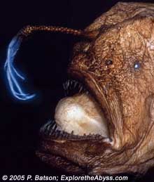 Deep sea anglerfish