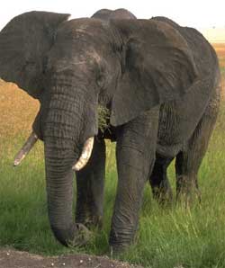 Male african elephant