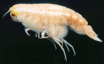 giant amphipod