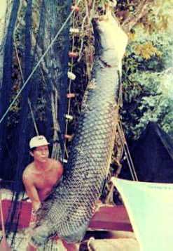 Arapaima is one of the largest freshwater fish in the world