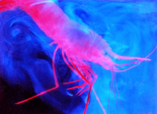 bioluminescent deep sea shrimp