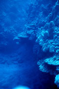blue reef