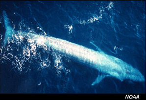 photo of blue whale