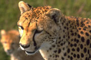 Cheetah picture