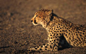 Adult cheetah