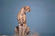 Sitting Cheetah
