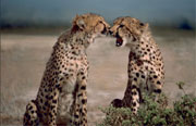 Pair of Cheetah siblings