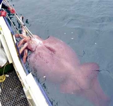 photo of colossal squid captured off the coast of New Zealand