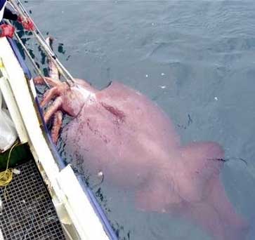 Pictures Of Giant Squid - Free Giant Squid pictures 