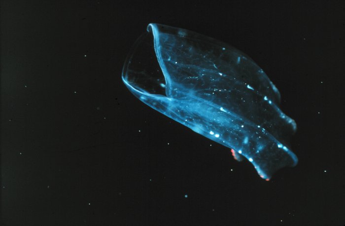 lobed ctenophore