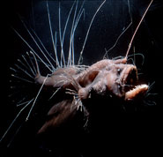 deep sea hairy angler fish - click to enlarge