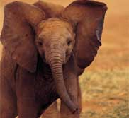 baby elephant