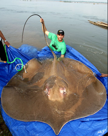 Click to see a larger photo of giant stingray
