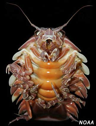 giant isopod: front view showing segmented body