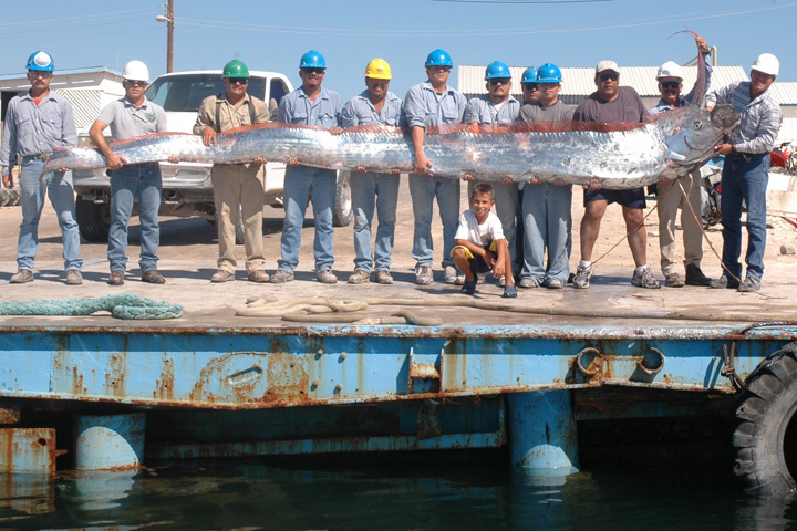 Photo of giant oar fish