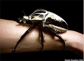 Goliath Beetle