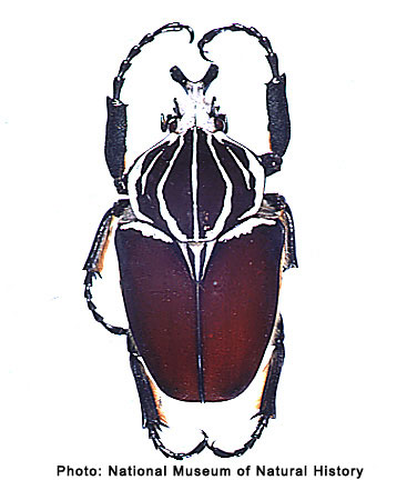 Goliathus Regius Klug