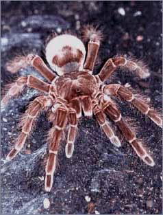 Photo of Goliath Tarantula