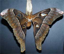 Atlas Moth