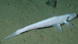 highfin lizardfish