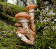 Photo of a honey mushroom